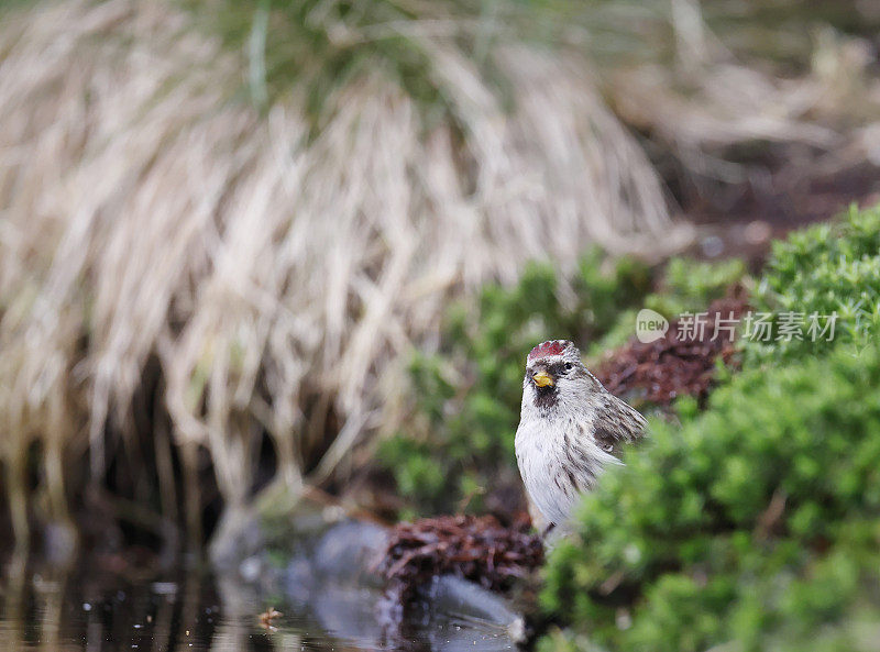 普通红poll (Carduelis flammea)饮酒